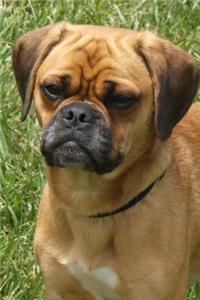 Puggle Designer Dog Journal