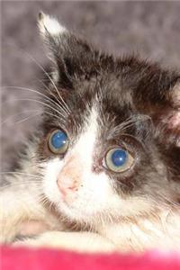 Blue Eye Kitty Journal