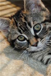 Tabby Kitten Journal