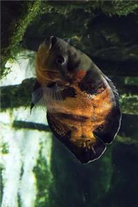 An Oscar Cichlid Fish Swimming Along Journal