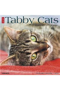 Just Tabby Cats 2020 Wall Calendar