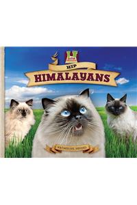 Hip Himalayans
