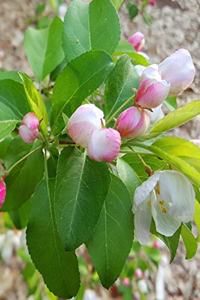 2020 Weekly Planner Spring Flower Buds Ready To Open 134 Pages