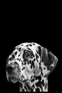 Dalmatian Notebook