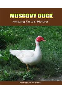 Muscovy Duck: Amazing Facts & Pictures