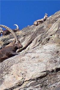 Ibex Notebook