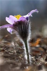 Pulsatilla Grandis Anemone Flower Journal