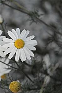 Chamomile Notebook
