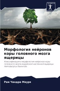 Морфология нейронов коры головного мозга