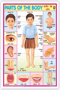 Part Of Body Chart (Size 70 X 100 Cms) Without Pvc Rollers Educational Chart Classroom Chart School Chart