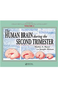 The Human Brain During the Second Trimester