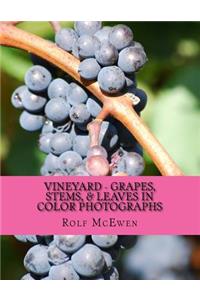 Vineyard - Grapes, Stems, & Leaves in Color Photographs
