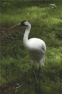 Whooping Crane Bird Journal