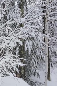 Winter Journal Beautiful Forest