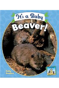 It's a Baby Beaver!
