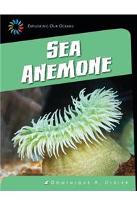 Sea Anemone