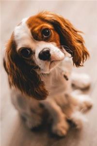 King Charles Spaniel Journal
