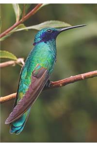 2019 Appointment Calendar: 2019 Daily Planner Goal Planner Hummingbird