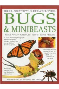 Illustrated Wildlife Encyclopedia: Bugs & Minibeasts