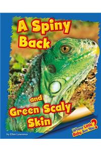 A Spiny Back and Green Scaly Skin (Iguana)