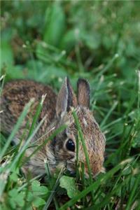 A Wild Brown Baby Bunny Journal