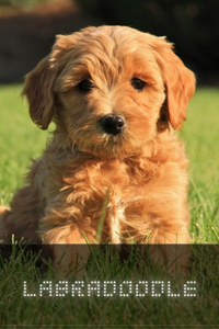 Labradoodle