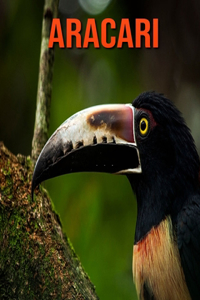 Aracari