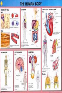 Human Biology Wallchts Pack(10