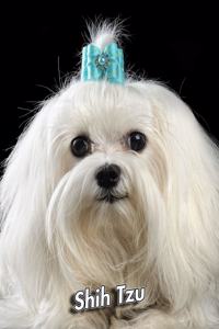 Shih Tzu