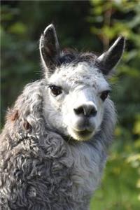 A Lovely Alpaca with Gray and White Wool Journal