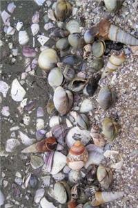 New Zealand Mussels Journal
