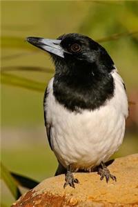 Australian Butcherbird Journal
