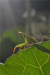 Praying Mantis on a Leaf Journal
