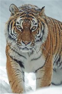 Siberian Tiger in the Snow Journal