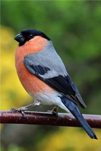 Bullfinch Bird Journal