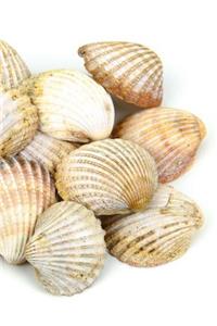 Shells Notebook