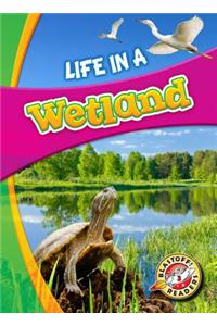 Life in a Wetland