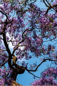 Notebook Jacaranda