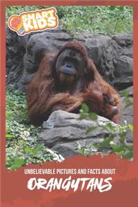 Unbelievable Pictures and Facts About Orangutans