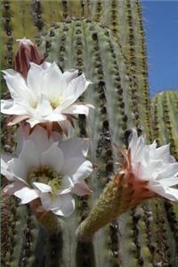 Cactus Journal