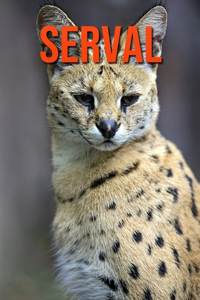 Serval