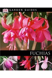 Fuchsias