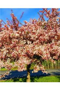 School Composition Book Flowering Tree Sunlight Shadows