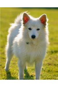 Finnish Spitz