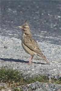 Shore Lark Bird Journal