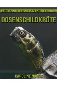 Dosenschildkröte