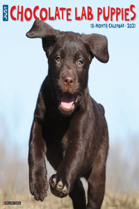 Just Chocolate Lab Puppies 2021 Wall Calendar (Dog Breed Calendar)