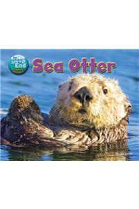 Sea Otter