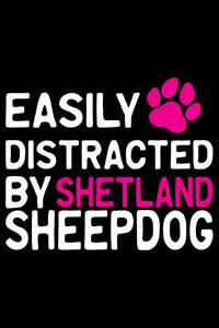 Easily Distracted by Shetland Sheepdog