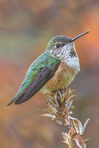 Hummingbird Journal